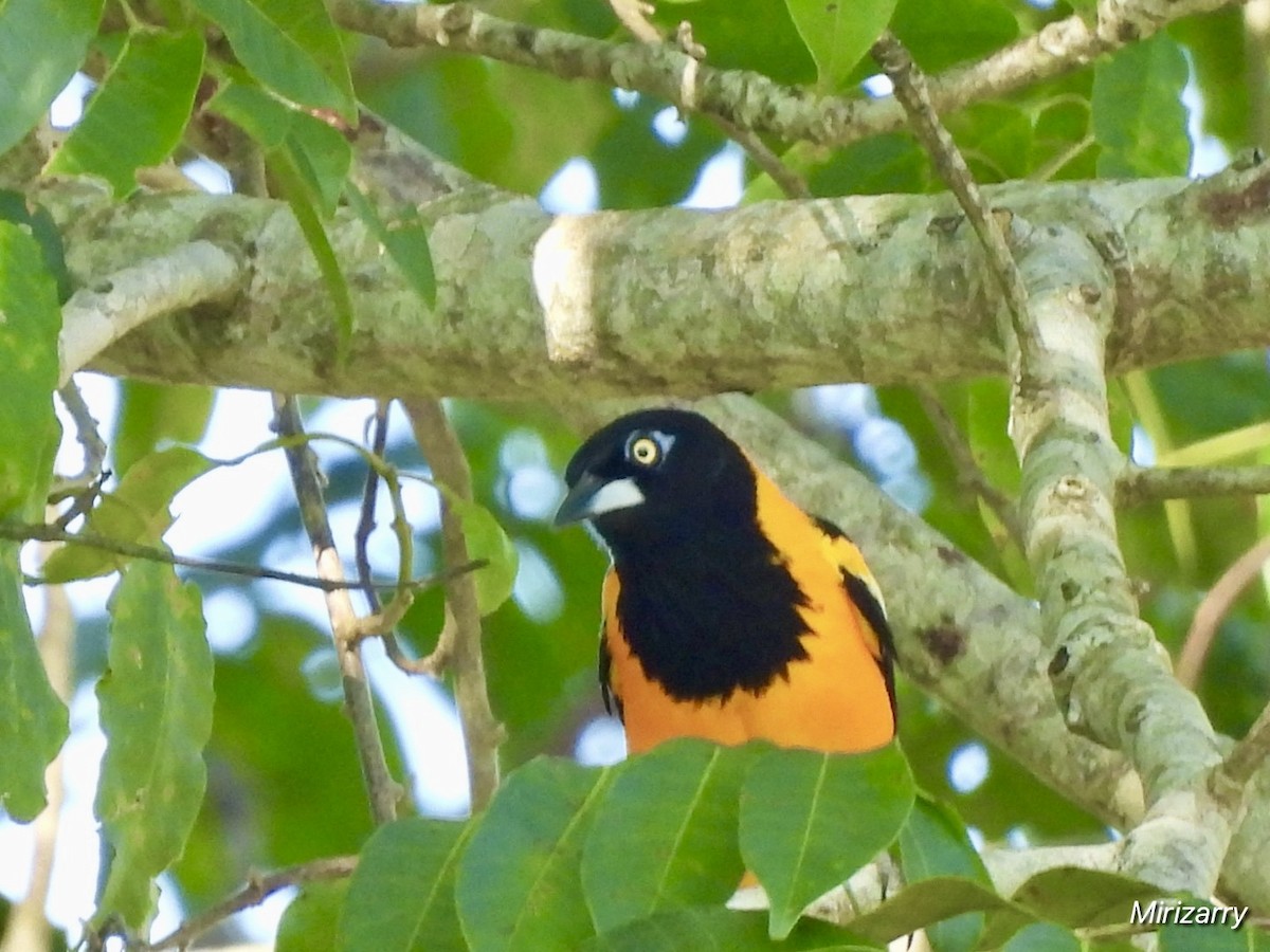 Трупіал венесуельський - ML647183917
