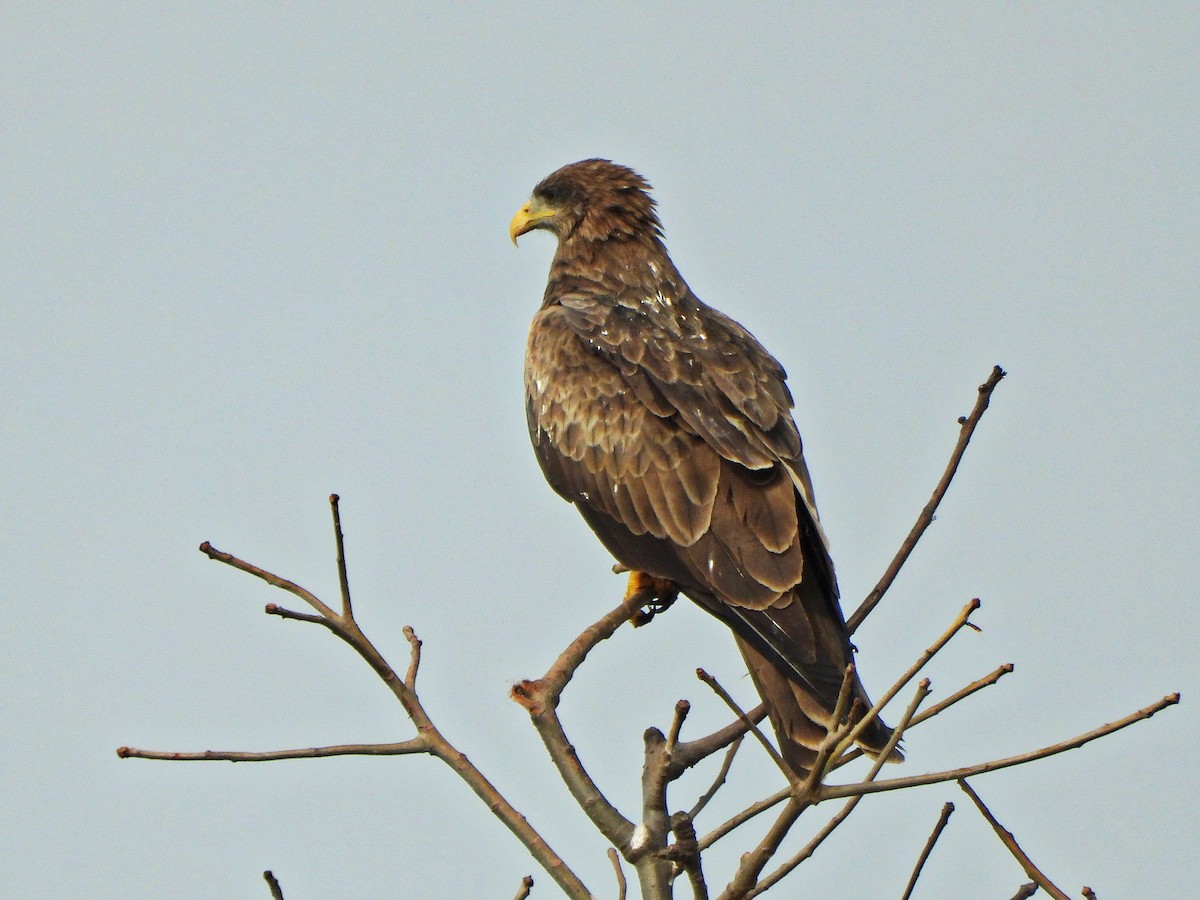luňák hnědý (ssp. aegyptius/parasitus) - ML647183919