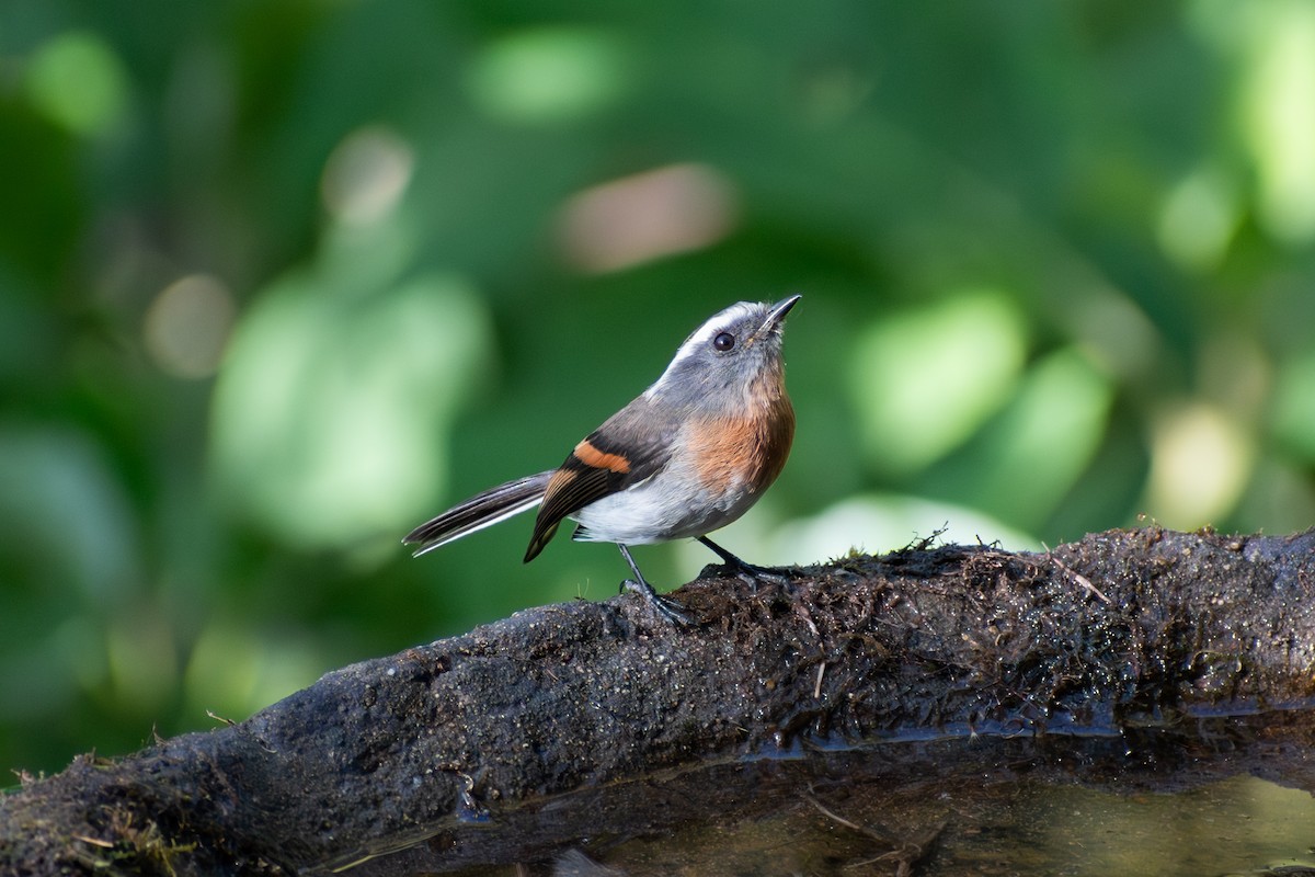 Rufous-breasted Chat-Tyrant - ML647183923