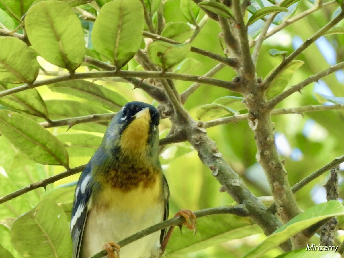 Northern Parula - ML647183932