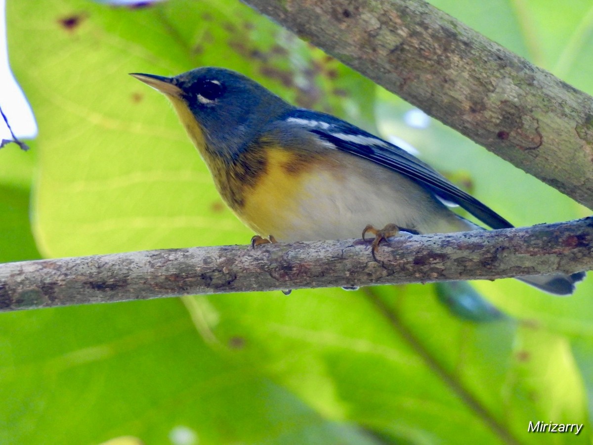 Northern Parula - ML647183933
