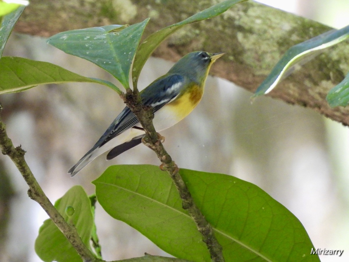 Northern Parula - ML647183934