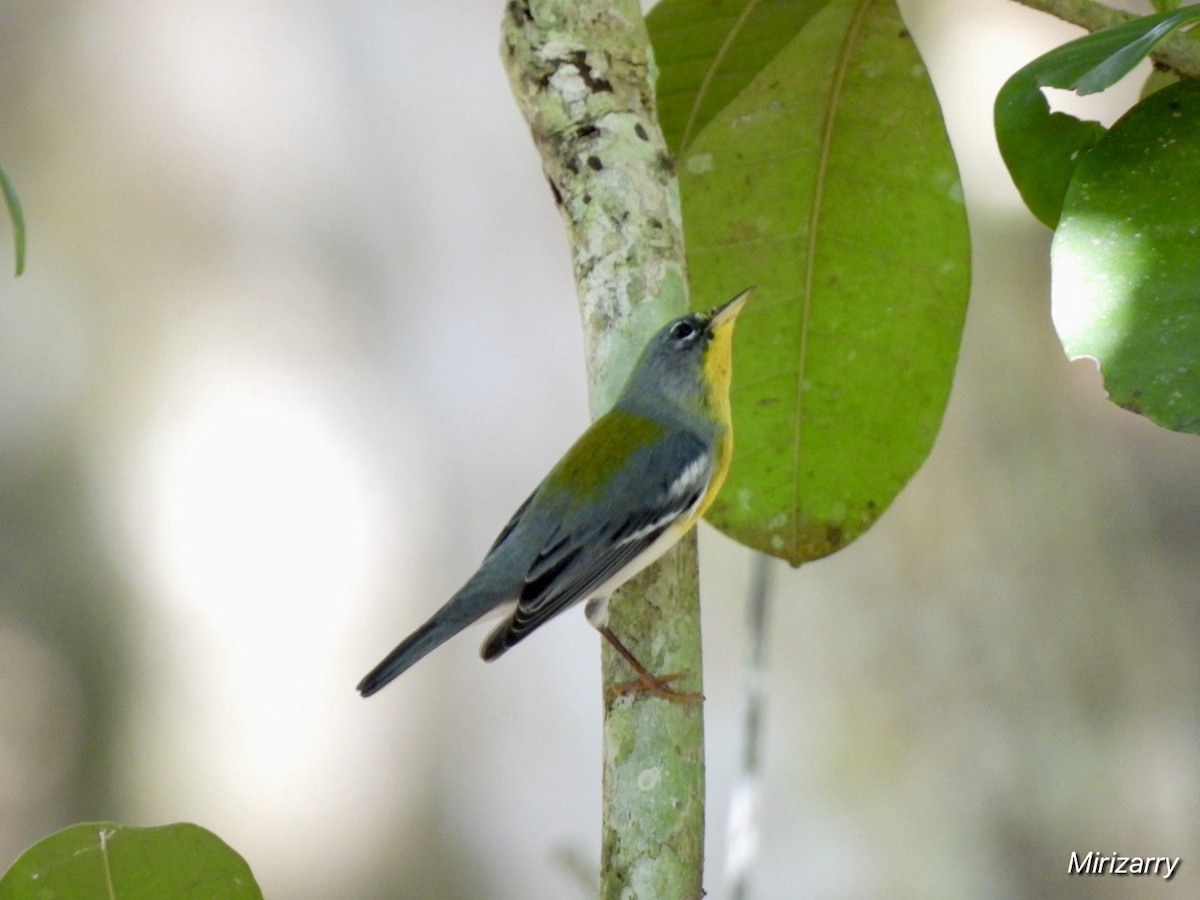 Northern Parula - ML647183935