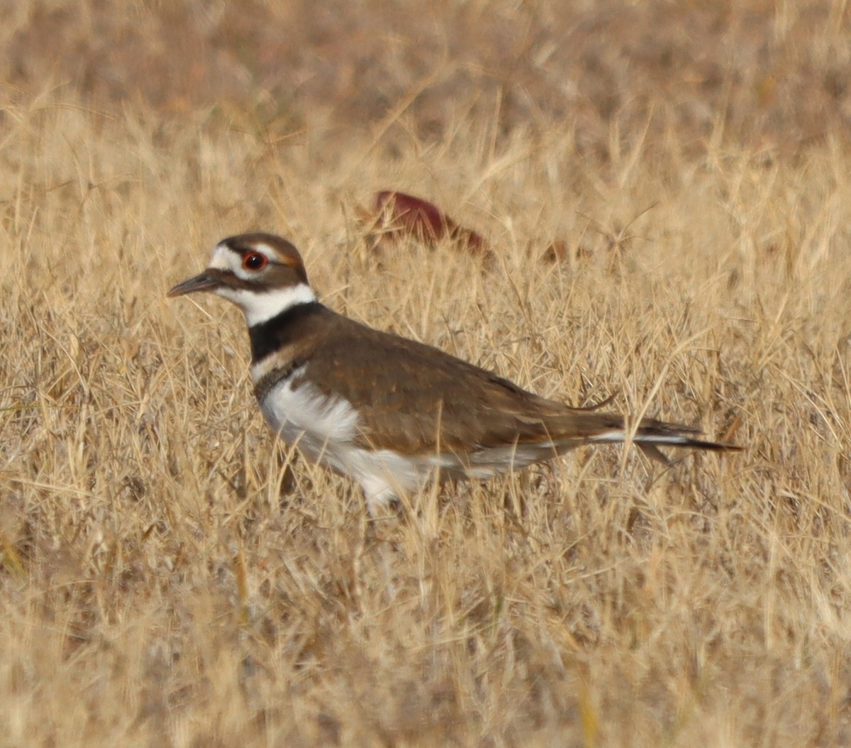 Killdeer - ML647183936
