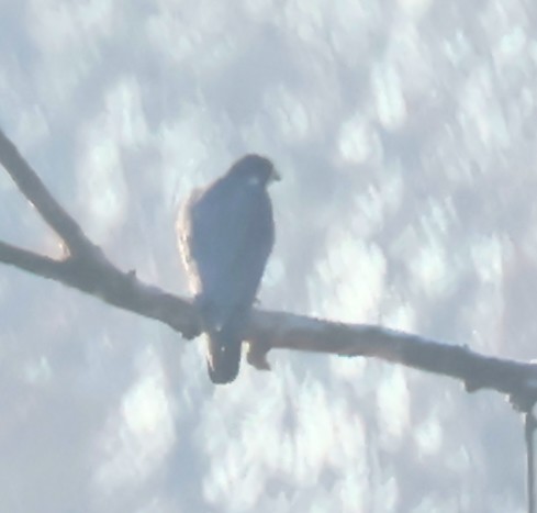 Peregrine Falcon - ML647183937