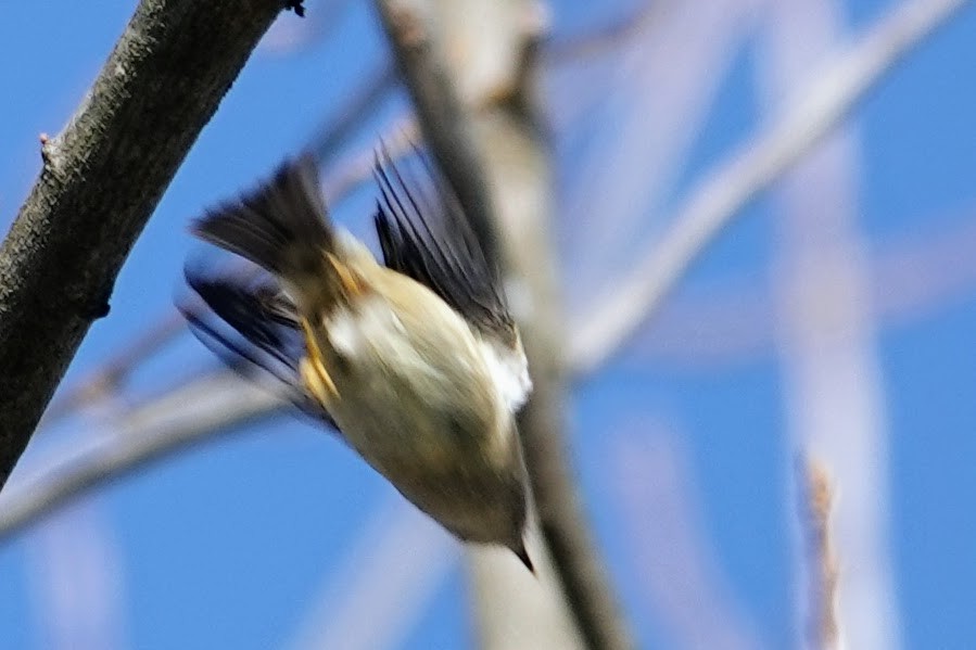 Ruby-crowned Kinglet - ML647183941