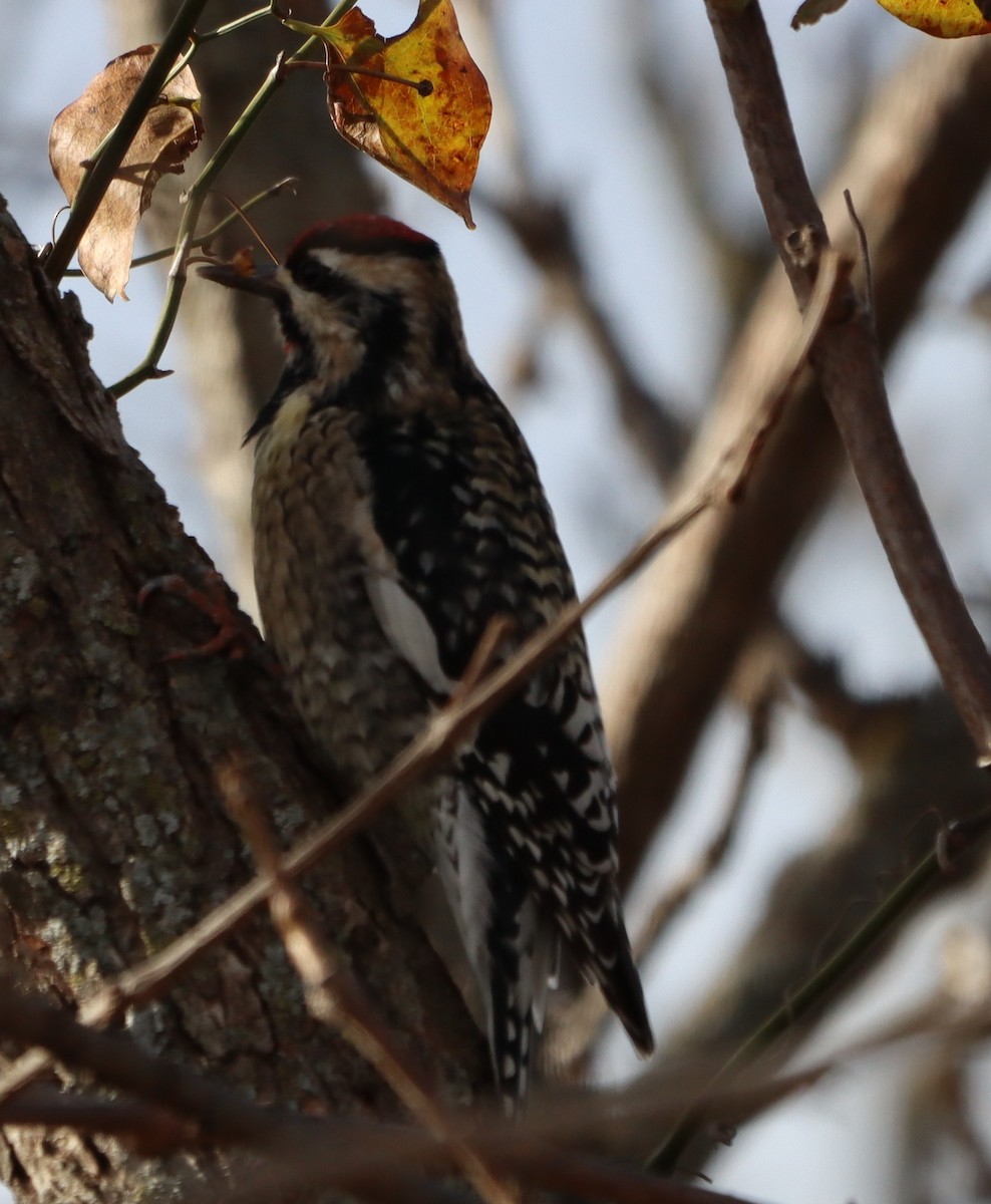 Yellow-bellied Sapsucker - ML647183943