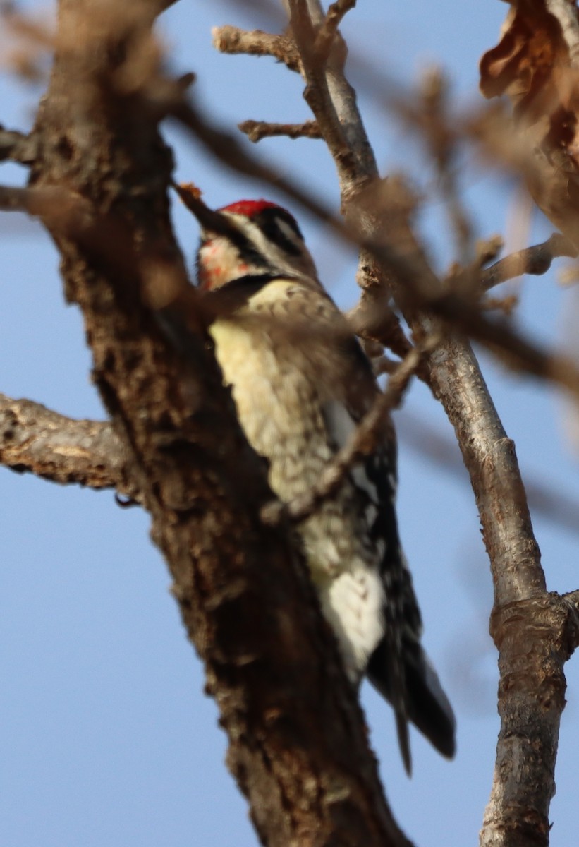 Yellow-bellied Sapsucker - ML647183944