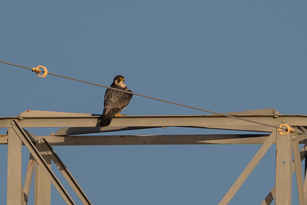 Peregrine Falcon - ML647183946