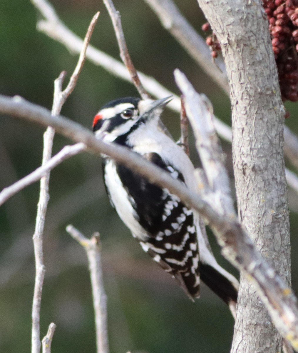 Pico Pubescente - ML647183954