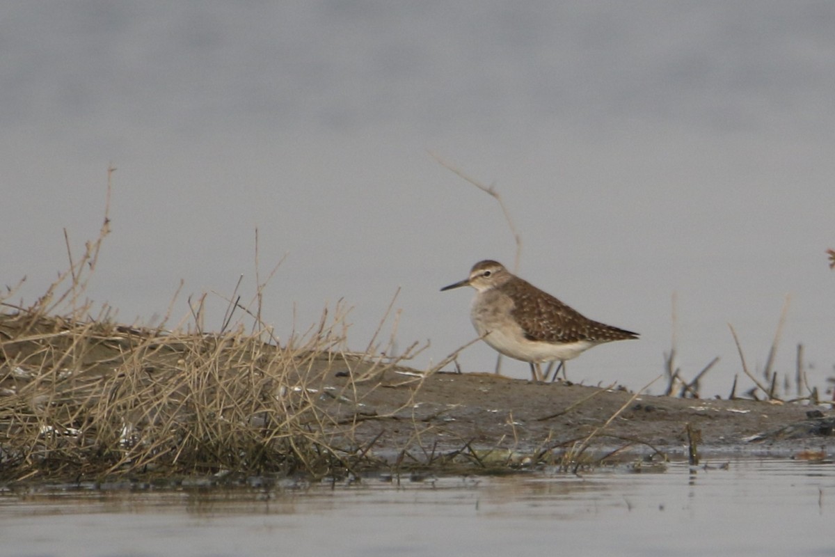 Wood Sandpiper - ML647183956