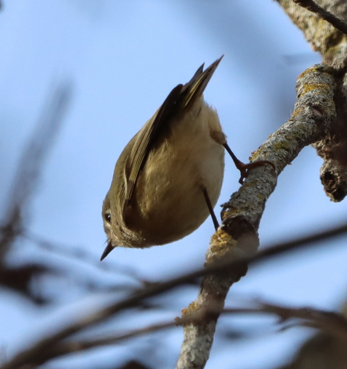 Ruby-crowned Kinglet - ML647183958