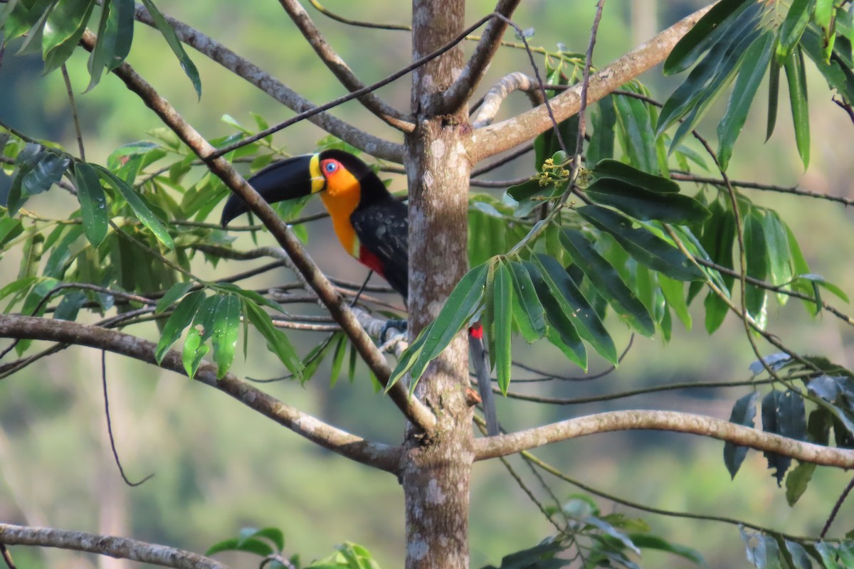 Channel-billed Toucan - ML647183961