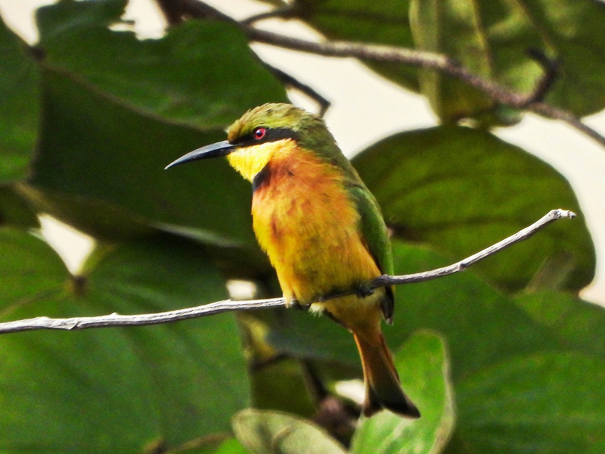 vlha malá - ML647183962