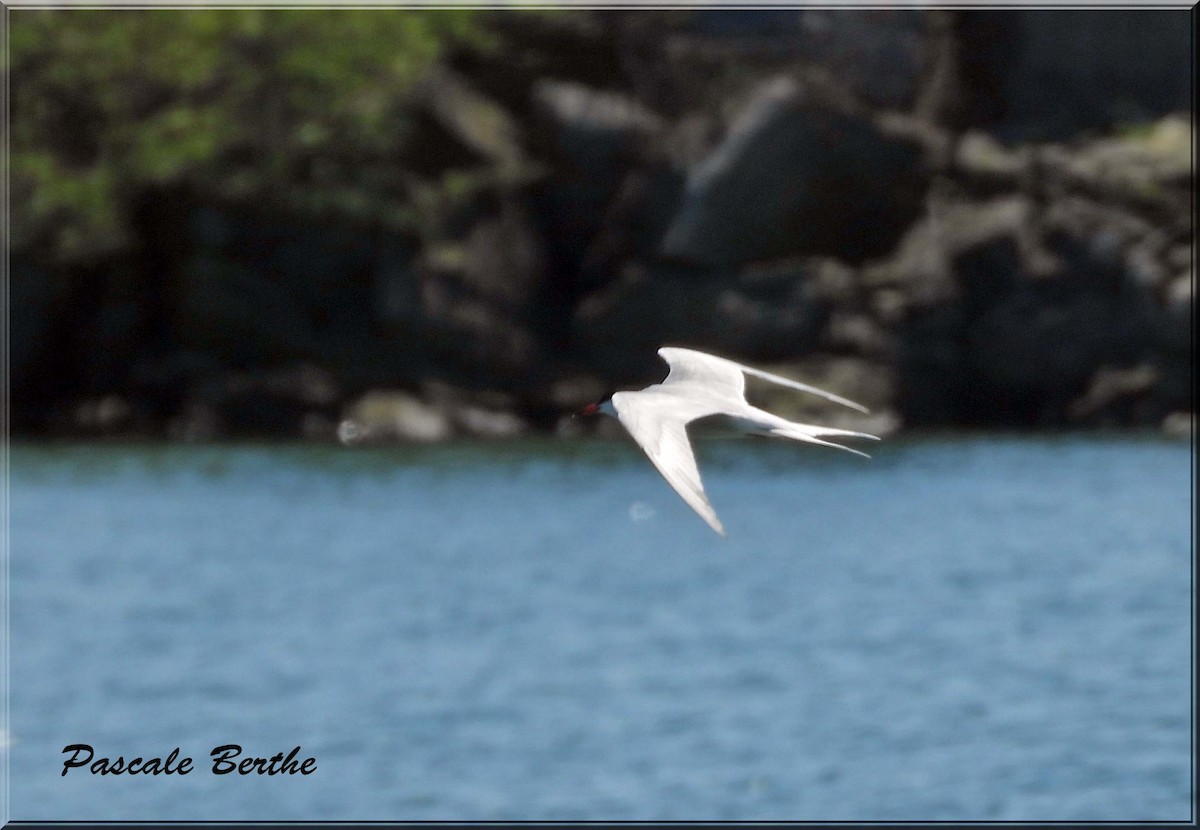 アジサシ - ML647183967