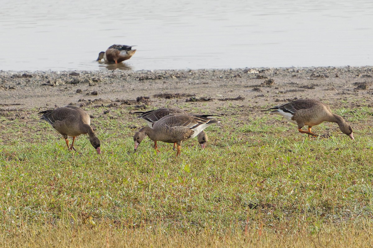 Greater White-fronted Goose - ML647183982