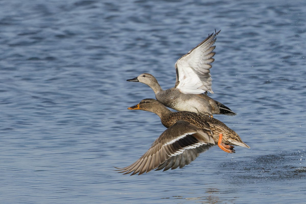 Gadwall - ML647184005