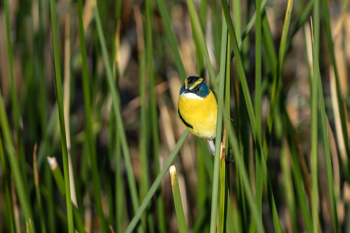 Many-colored Rush Tyrant - ML647184006