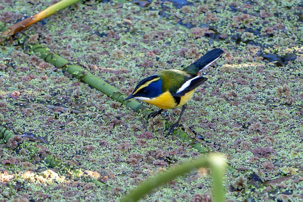 Many-colored Rush Tyrant - ML647184007