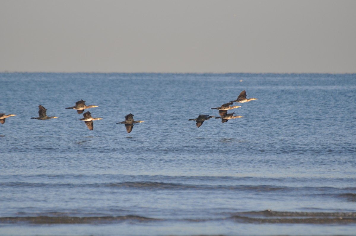 Great Cormorant (Eurasian) - ML647184008