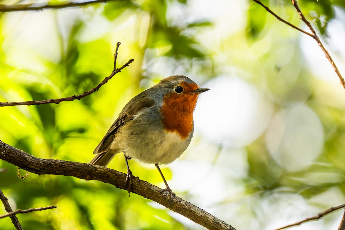 European Robin - ML647184027