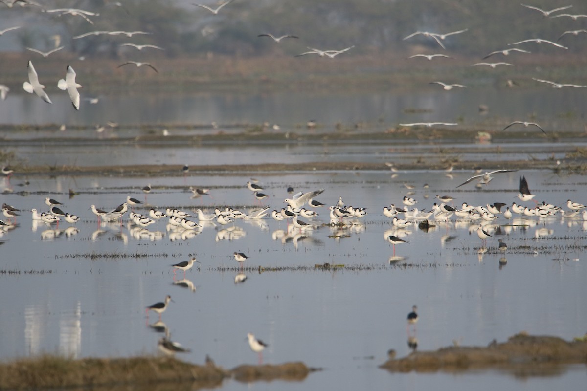 Pied Avocet - ML647184028