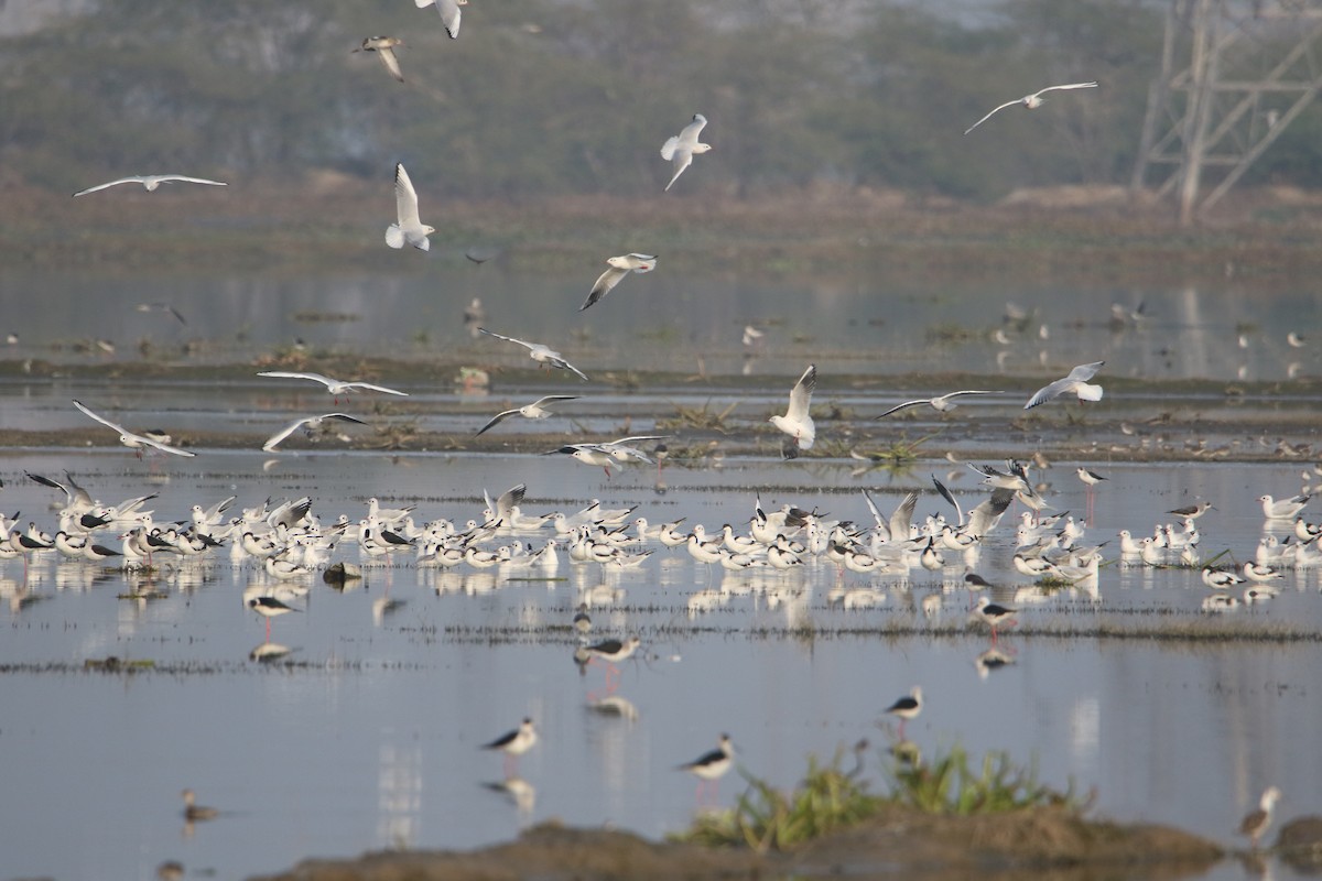 Pied Avocet - ML647184029