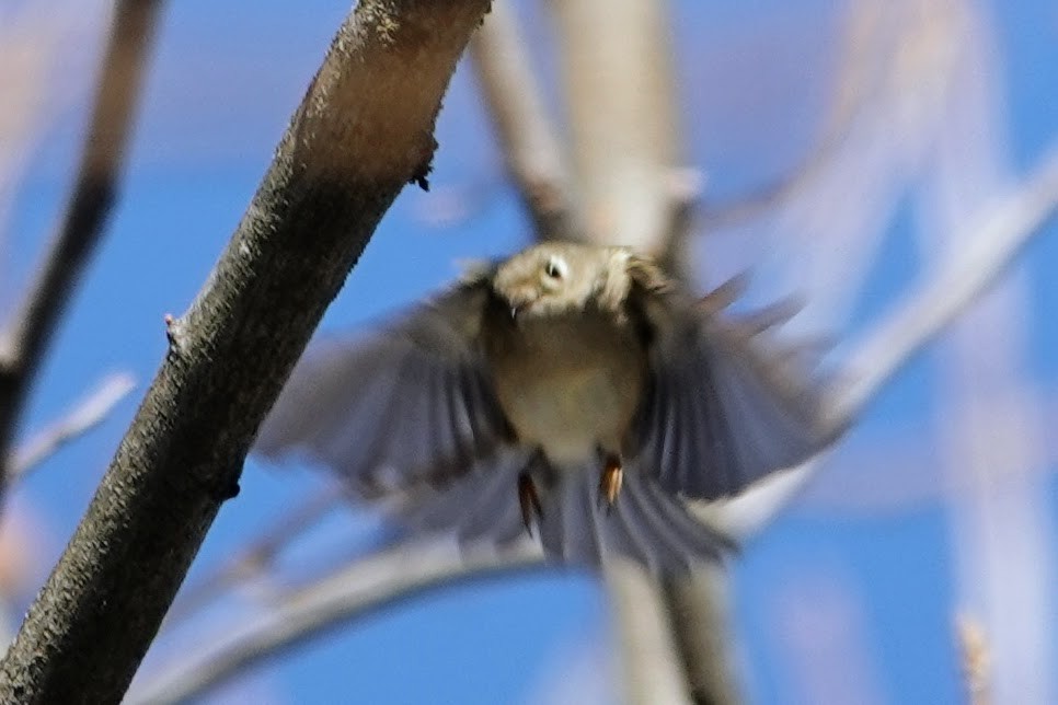 Ruby-crowned Kinglet - ML647184032