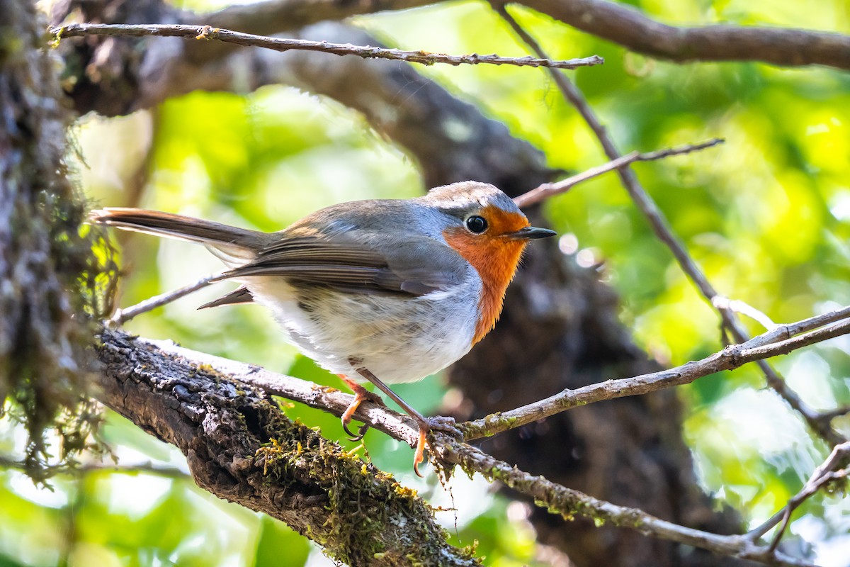 European Robin - ML647184033