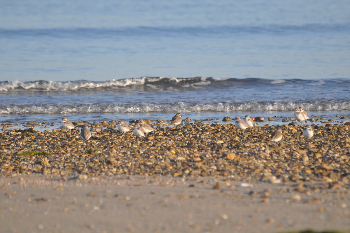 Tibet Cılıbıtı - ML647184034