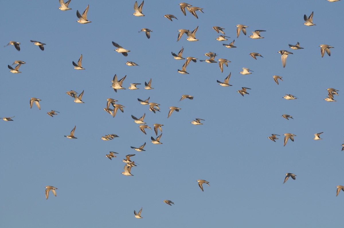 Tibet Cılıbıtı - ML647184035