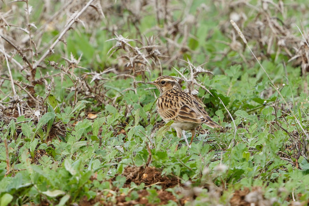 Wood Lark - ML647184063