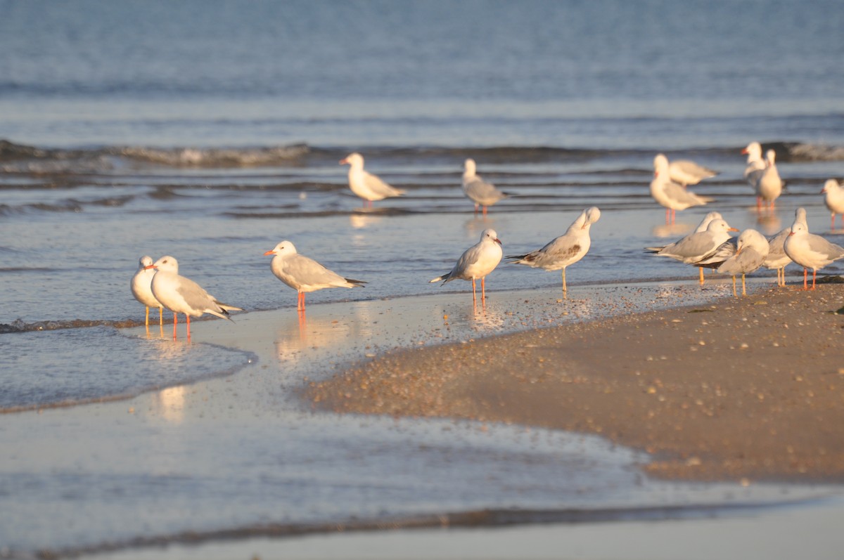 Морской голубок - ML647184070