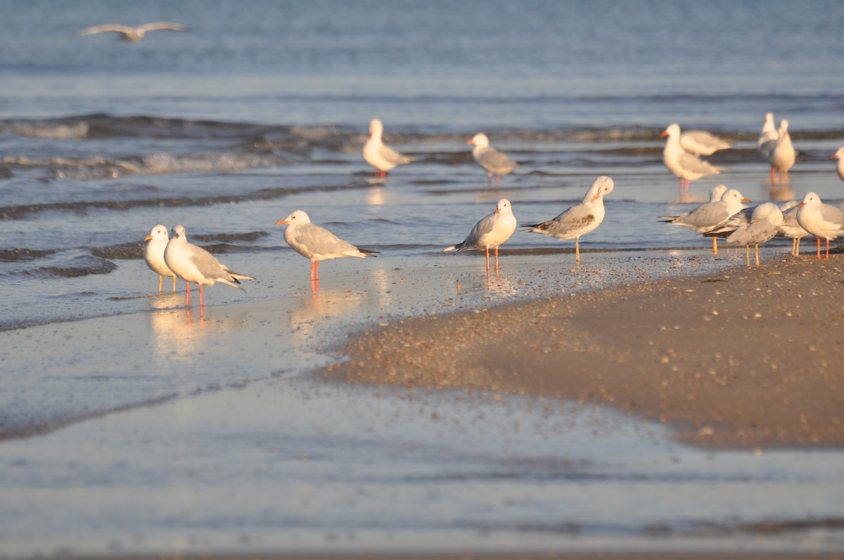 Морской голубок - ML647184071