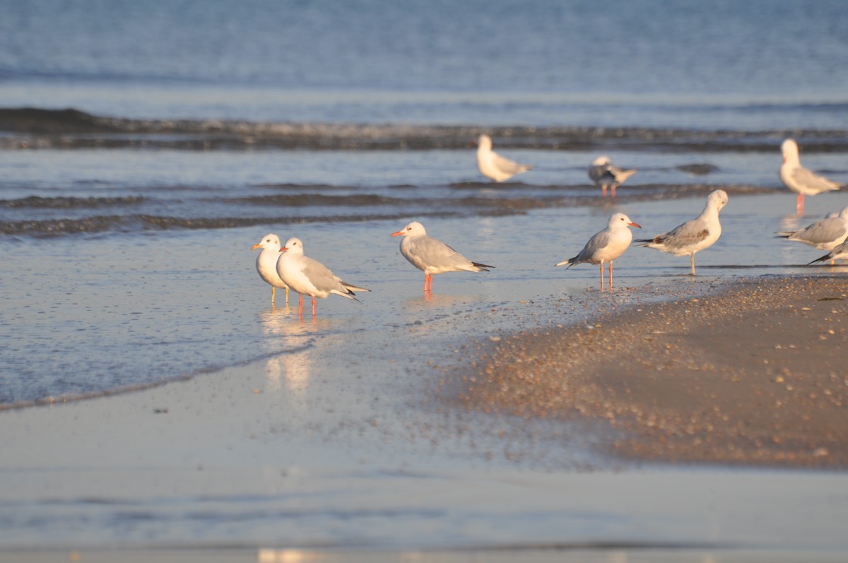 Морской голубок - ML647184082