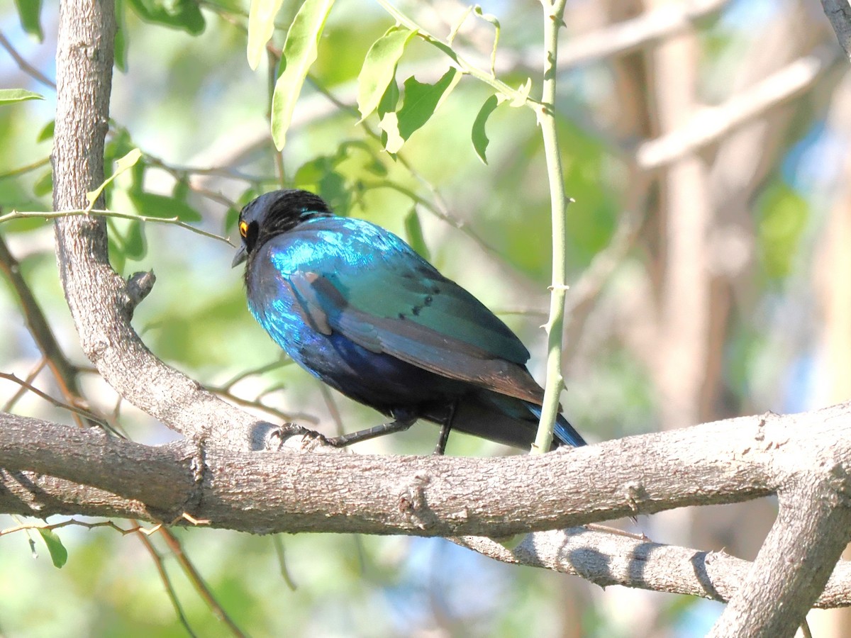 Greater Blue-eared Starling - ML647184087