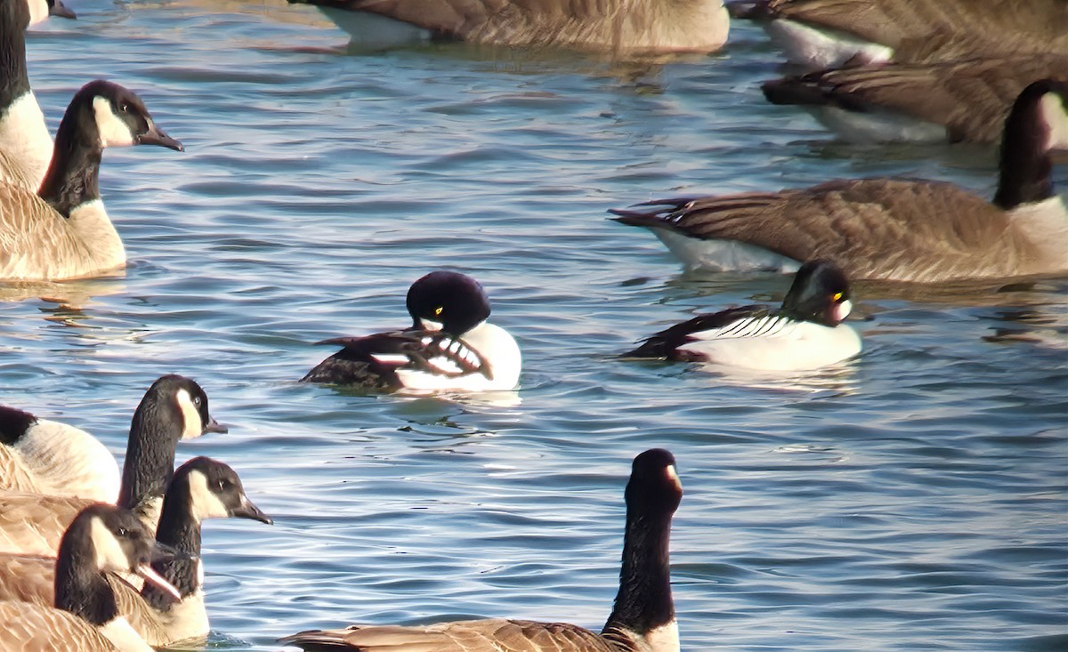 Barrow's Goldeneye - ML647184091