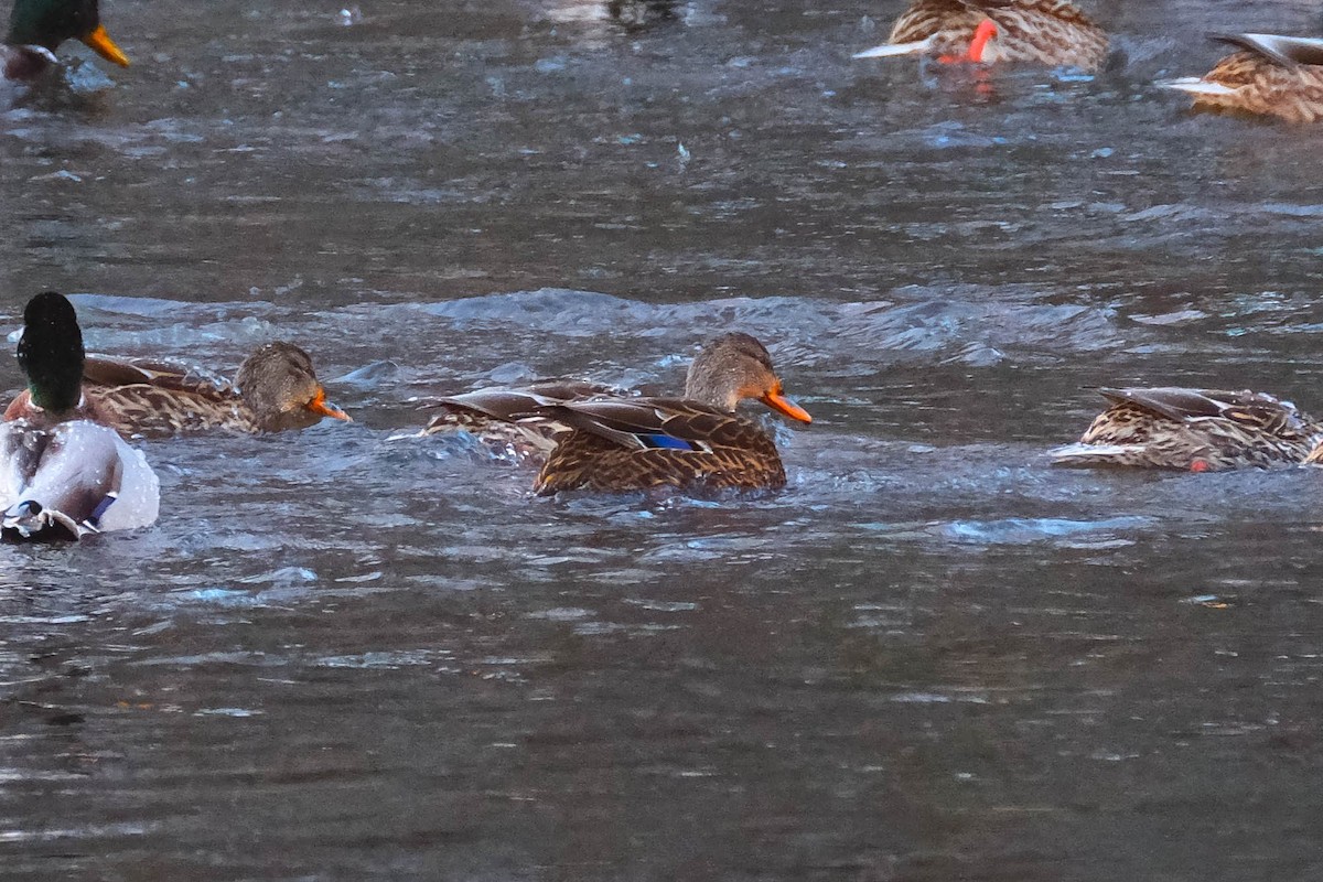 American Black Duck - ML647184095