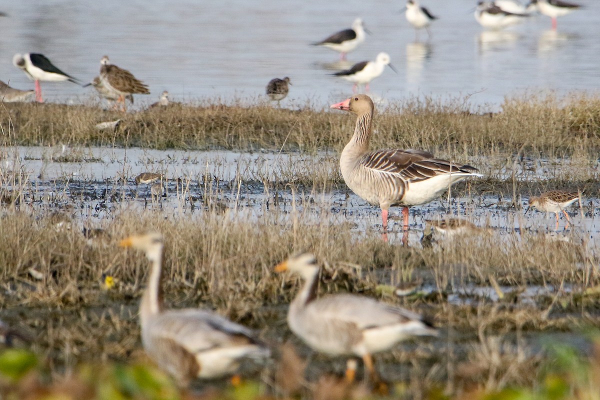 Graylag Goose - ML647184098