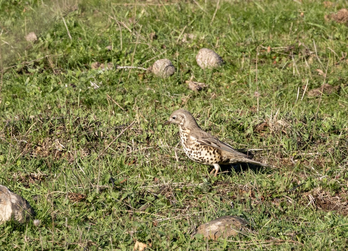 Grive draine - ML647184109