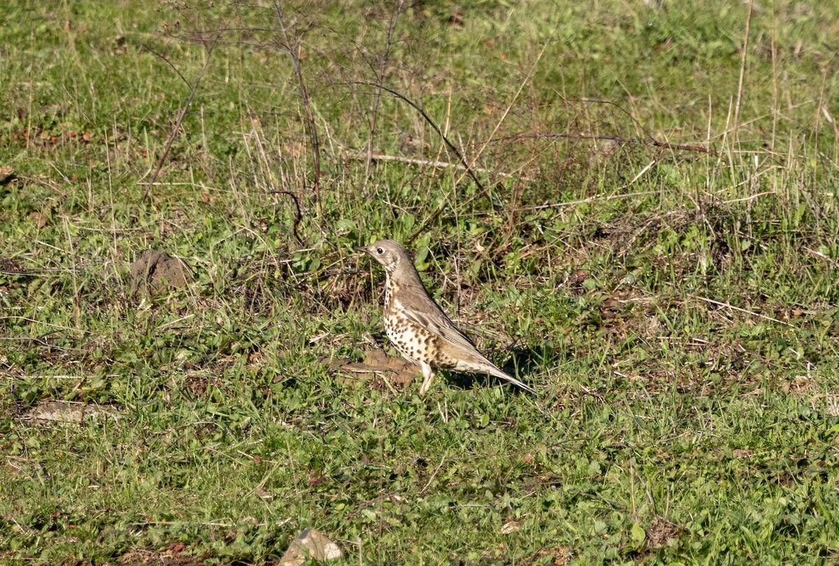 Grive draine - ML647184110