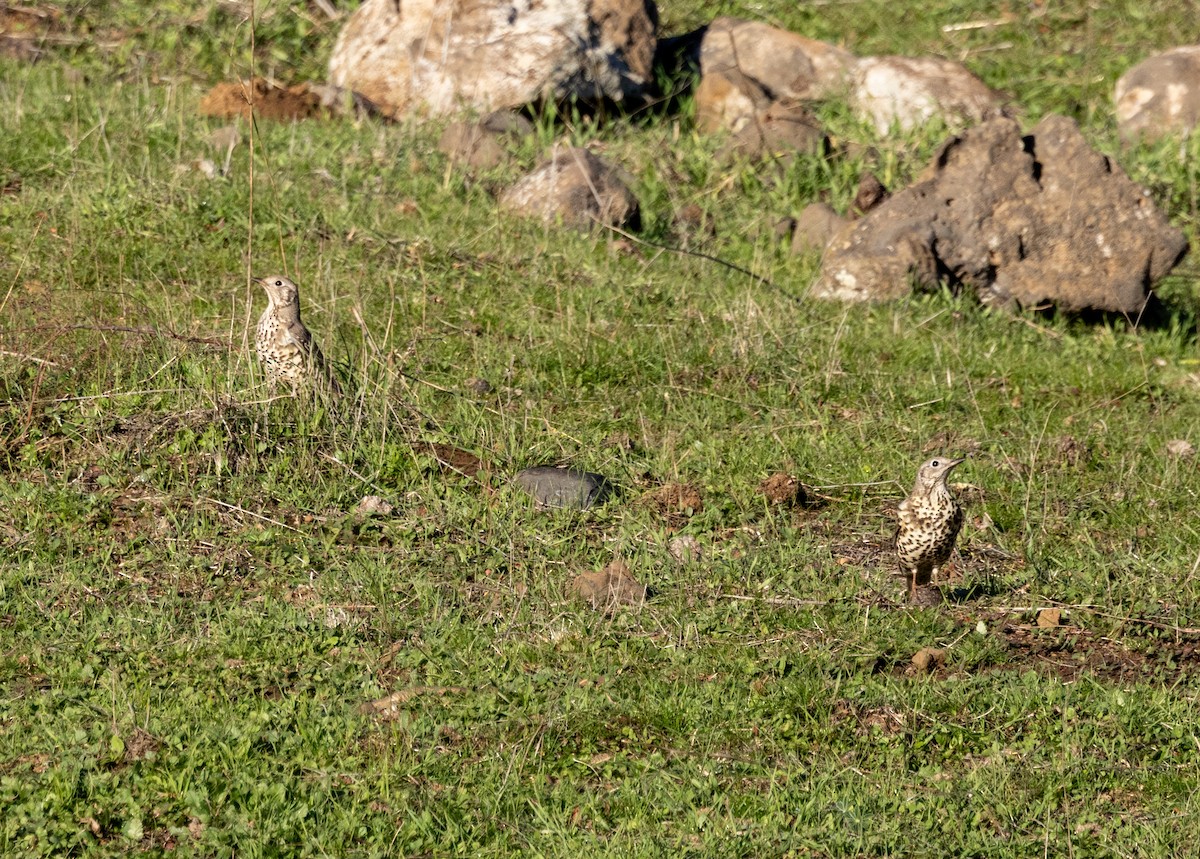 Grive draine - ML647184111