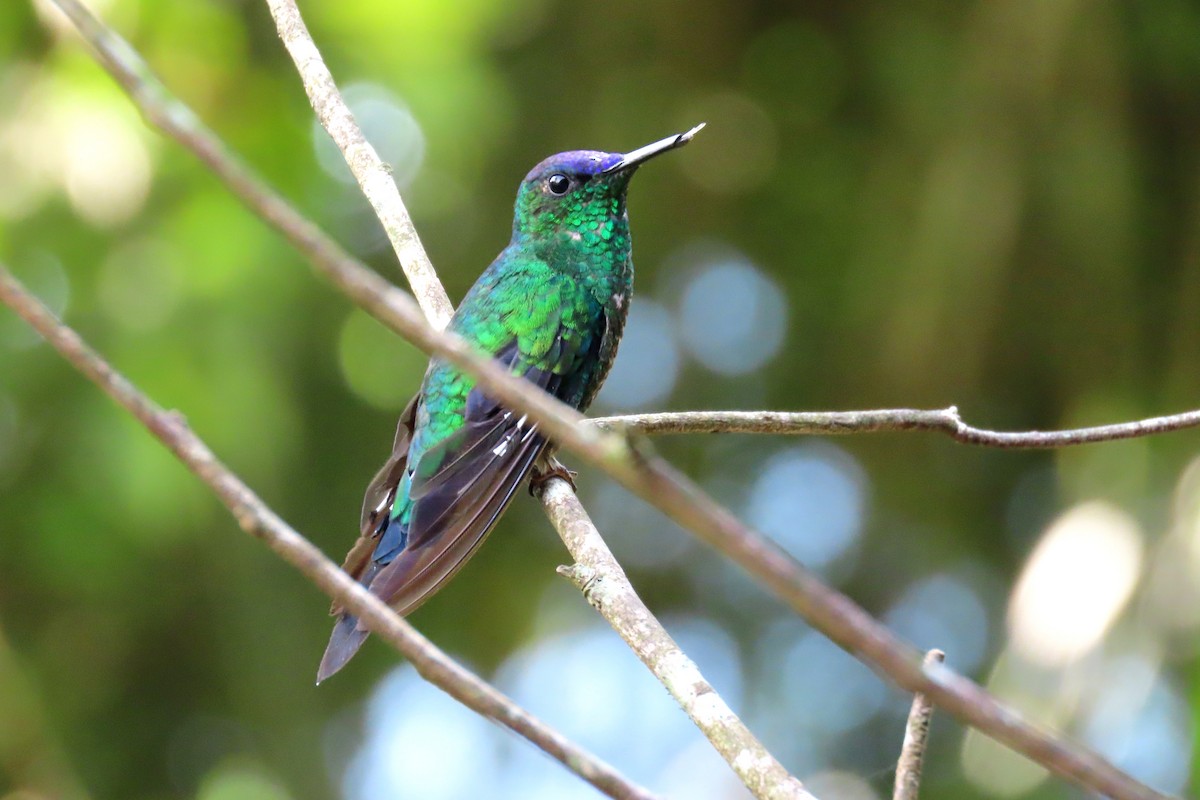 Violet-capped Woodnymph - ML647184121