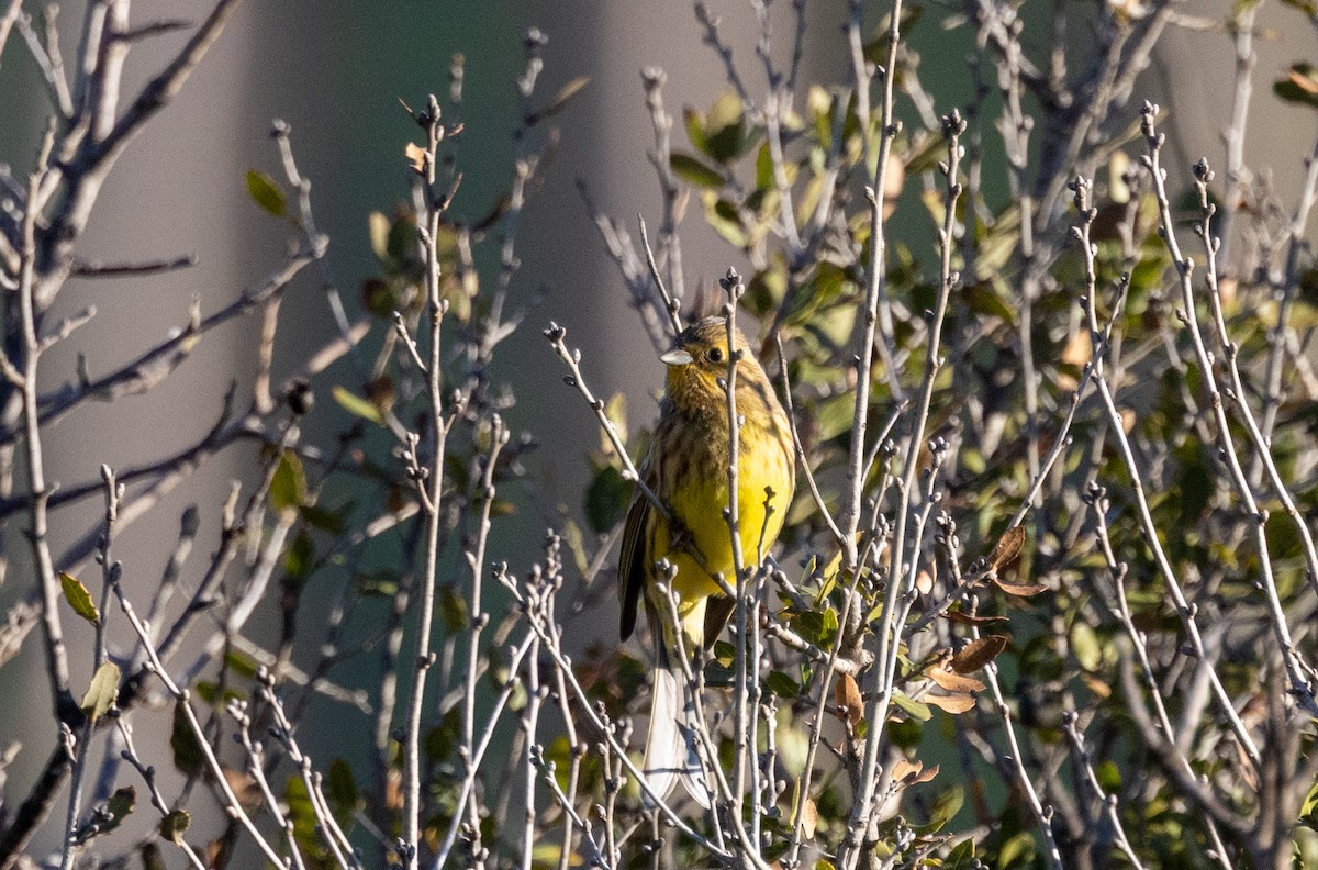Yellowhammer - ML647184122