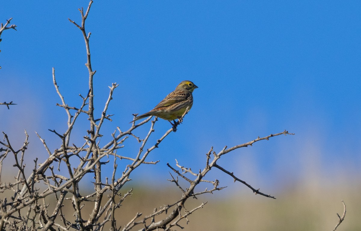 Yellowhammer - ML647184123
