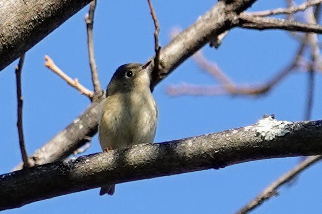 Ruby-crowned Kinglet - ML647184137
