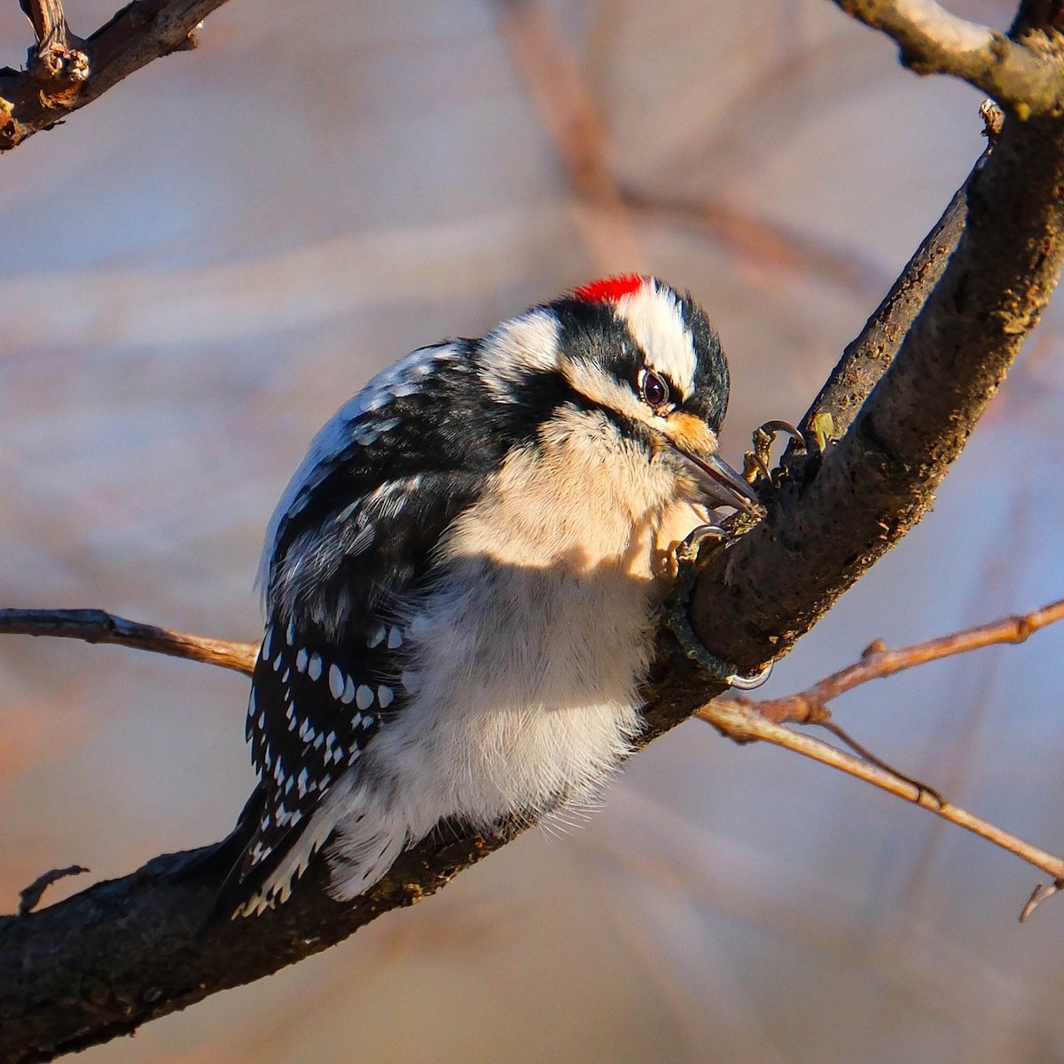 Pico Pubescente - ML647184153