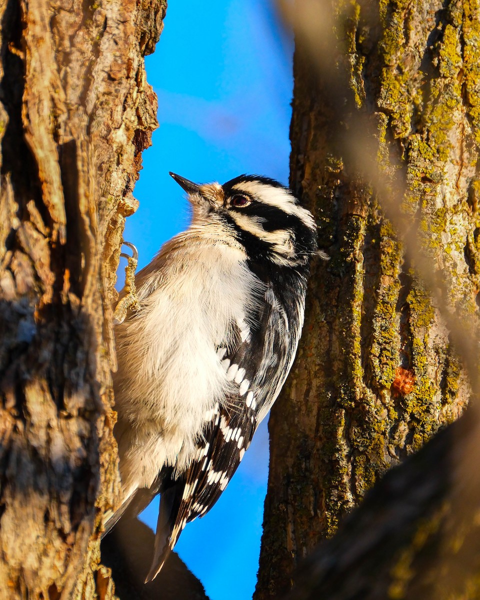 Pico Pubescente - ML647184154