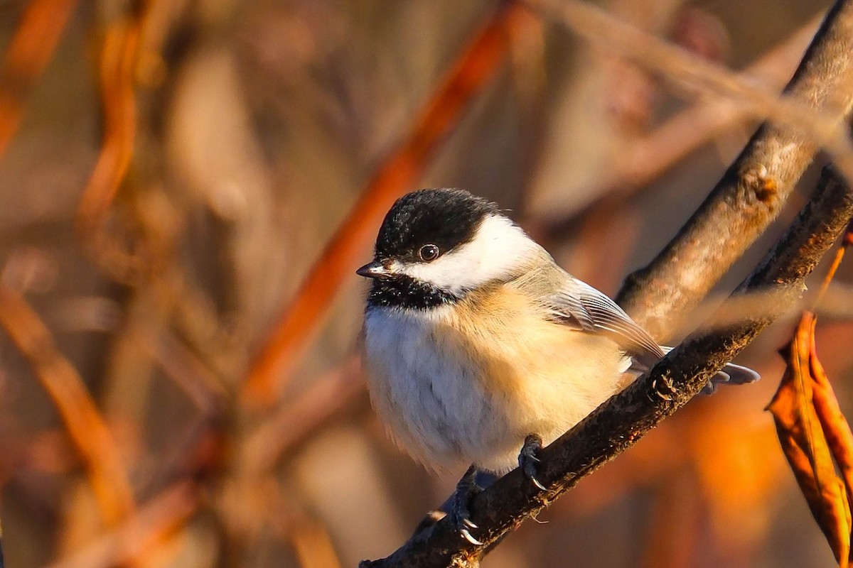 Black-capped Chickadee - ML647184163