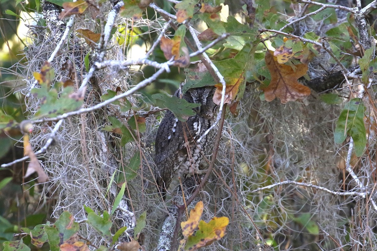 Eastern Screech-Owl - ML647184214